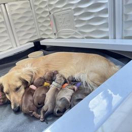 Dachshund Puppies from Lakeview Dachshunds
