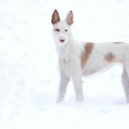 Ibizan Hound All Grown Up from Altamira Wire Ibizan Hounds