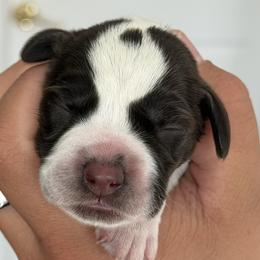Girl 5 - White Collar - Liver and white female German Wirehaired Pointer puppy in Muncie, Indiana from Altitude Kennel