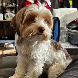 Ruby - Yorkshire Terrier