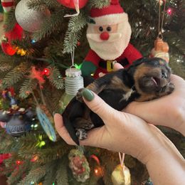 Dylan Boy 3 - Cavalier King Charles Spaniel puppy from Melissa's East End Cavaliers