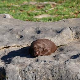 Aleution - Chocolate female Labrador Retriever puppy in Buffalo Valley, Tennessee from Buffalo Valley Breeders