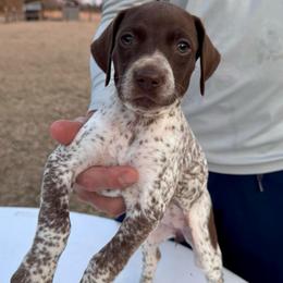 Luna - Liver roan female German Shorthaired Pointer puppy in Glennville, Georgia from Andre Family Farms & Kennels