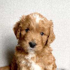 Assorted Doodle Crosses Puppies from Barking Blessings