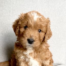 Assorted Doodle Crosses Puppies from Barking Blessings
