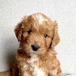 Assorted Doodle Crosses Puppies from Barking Blessings