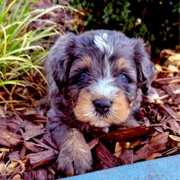 Skor - Blue merle female Bernedoodle puppy in Saint Francis, Kansas from Land of Oz Doodles