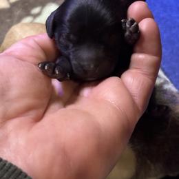 Lennox - Black female Goldendoodle puppy in Rising Sun, Indiana from Ruby Lane Doodles