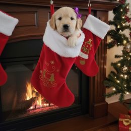 Purple - Cream female Dachshund puppy in Wahiawa, Hawaii from Versatile Ohana