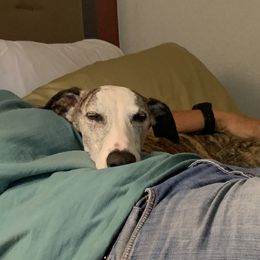 Whippets from Bon’s Kennel