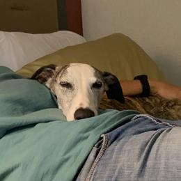 Whippets from Bon’s Kennel