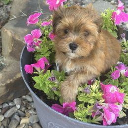 Girl 1 - Red sable female Havanese puppy in Oklahoma City, Oklahoma from Sidekick Havanese