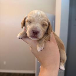 Cream Or Red Female - Cream female Dachshund puppy in El Paso, Texas from IVK9's Dachshunds