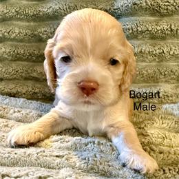 Bogart - Buff male Cocker Spaniel puppy in Sumter, South Carolina from Cocker Eclipse In Home Kennel