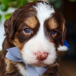 Bram - Phantom male Bernedoodle puppy in Salado, Texas from Red Ranch Dogs