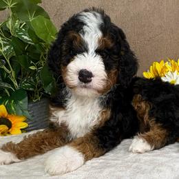 Symphony - Tri-color female Bernedoodle puppy in Seymour, Missouri from D and D’s Dandy Doodles