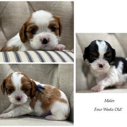 AKC Boy 3 - Tri-color male Cavalier King Charles Spaniel puppy in Pleasant Hill, Iowa from Harvest Creek