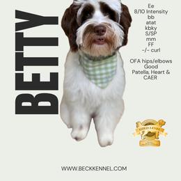 Betty Jane - Goldendoodle