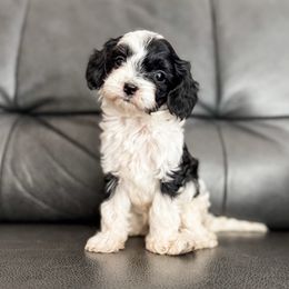 Spud - Black and white female Cavapoo puppy in Saint George, Utah from Fitzdoodles