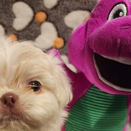 Shih Tzus from Floofah la Woofah