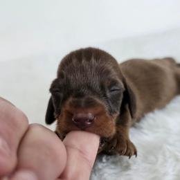 (Teeny) chocolate and tan male - Chocolate and tan male Dachshund puppy in Belle Rive, Illinois from Akin's Miniature Dachshunds, LLC