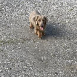 HEZA - Dachshund