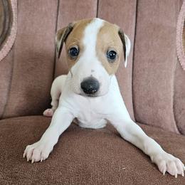 Winnie pied boy - White and red fawn male Italian Greyhound puppy in Phillips, Maine from Maplewood Italian Greyhounds