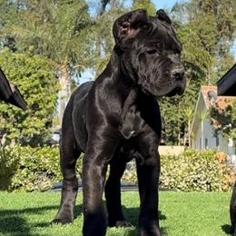 Male 1 - Black male Cane Corso puppy in California from Donato Kennels