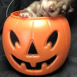 Siberian Husky Puppies from Happy Home Huskies