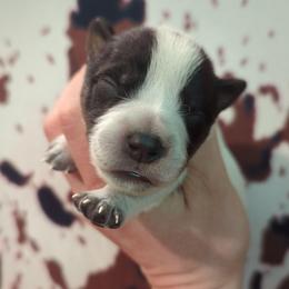 Sprout - Blue speckled male Australian Cattle Dog puppy in Tulsa, Arkansas from Red Desert Australian Cattle Dogs