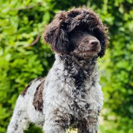 Cowboy - Poodle