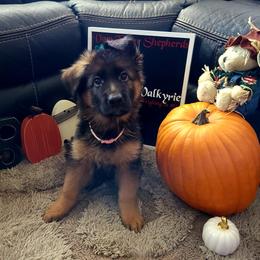 German Shepherd Puppies from Vom Feuer Shepherds