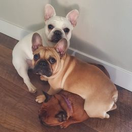 French Bulldogs from 541 Black Pearl Frenchies
