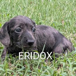 Morpheus - Black male Dachshund puppy in Missouri from Eridox Dachshunds