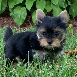 Yorkshire Terriers from Marsha's Yorkies