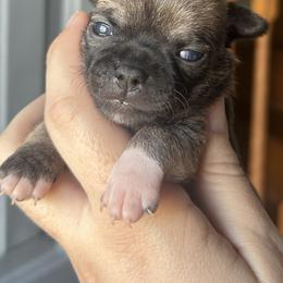 Chihuahua and French Bulldog Puppies from Sasha’s Elite Kennel LLC