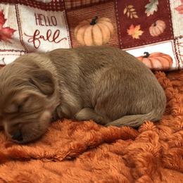 Green - Apricot male Goldendoodle puppy in Medina, Ohio from Farmer Doodles