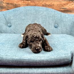Archie - Tri-color male Bernedoodle puppy in Lancaster, Missouri from Cavapoo Acres