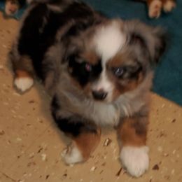 Australian Shepherd, Miniature Australian Shepherd, and Toy Australian Shepherd Puppies from Rumour Has It Aussies