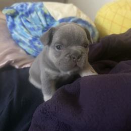 French Bulldog Puppies from French Kisses