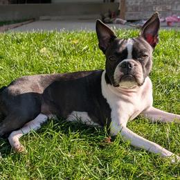 Jelly - Boston Terrier