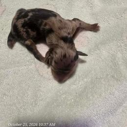Blue merle male 2 - Blue merle male Aussiedoodle puppy in Campbell, California from Mini AussieDoodle Puppies