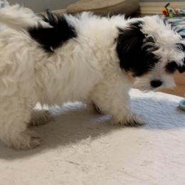 Coton de Tulear Puppies from Coton Country