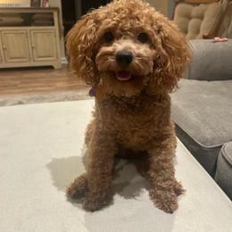 Marcie - Goldendoodle