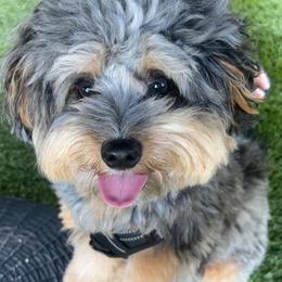 Aussiedoodle and Bernedoodle Puppies from Little Golden Farm