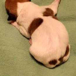 Miniature American Shepherd, Miniature Australian Shepherd, and Rat Terrier Puppies from Rocking 4C