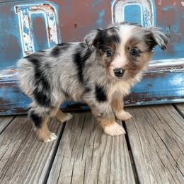 Girl 2 - Blue merle female Miniature Australian Shepherd puppy in Ellsworth, Kansas from Flying H Mini Aussies