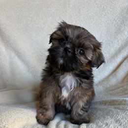 Donald Duck - Brindle male Shih Tzu puppy in Las Vegas, Nevada from Vegas Shih Tzus