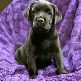 Brown - Black female Labrador Retriever puppy in Wilson’s, Virginia from Cedar Hill Farm Labradors