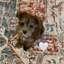 White Heart - Brown male Schnoodle puppy in El Campo, Texas from Savannah's Schnauzers